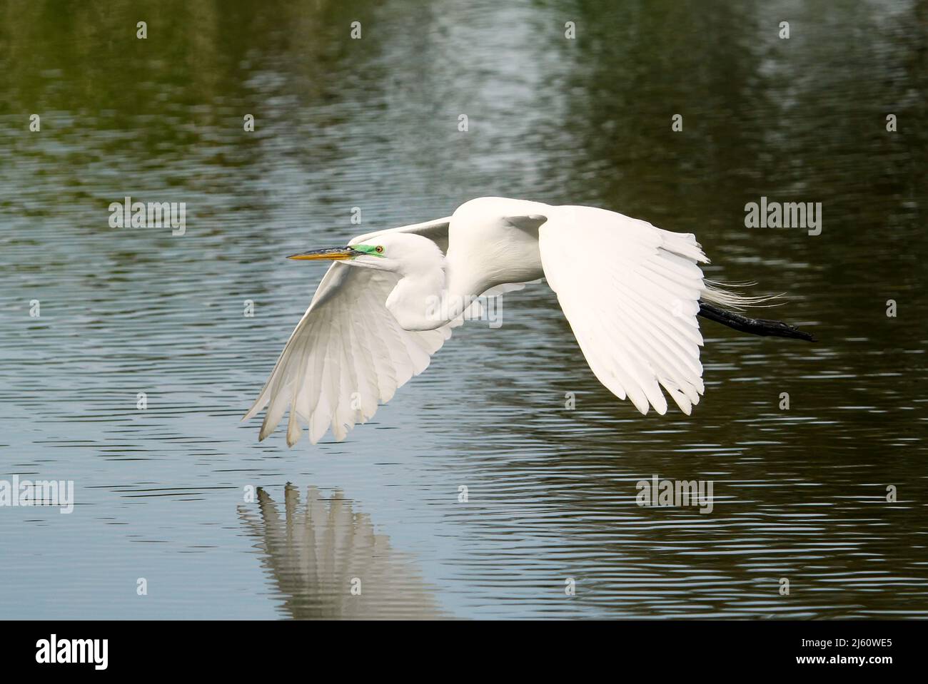 Great Egret (Ardea alba) flying Stock Photo