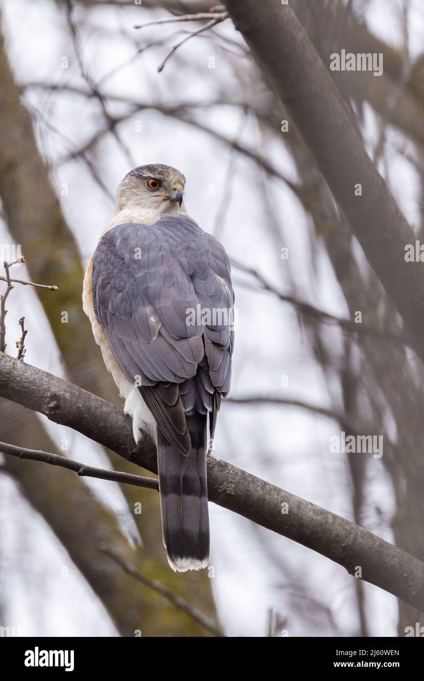 Adult female Cooper's hawk (Accipiter cooperii Stock Photo - Alamy