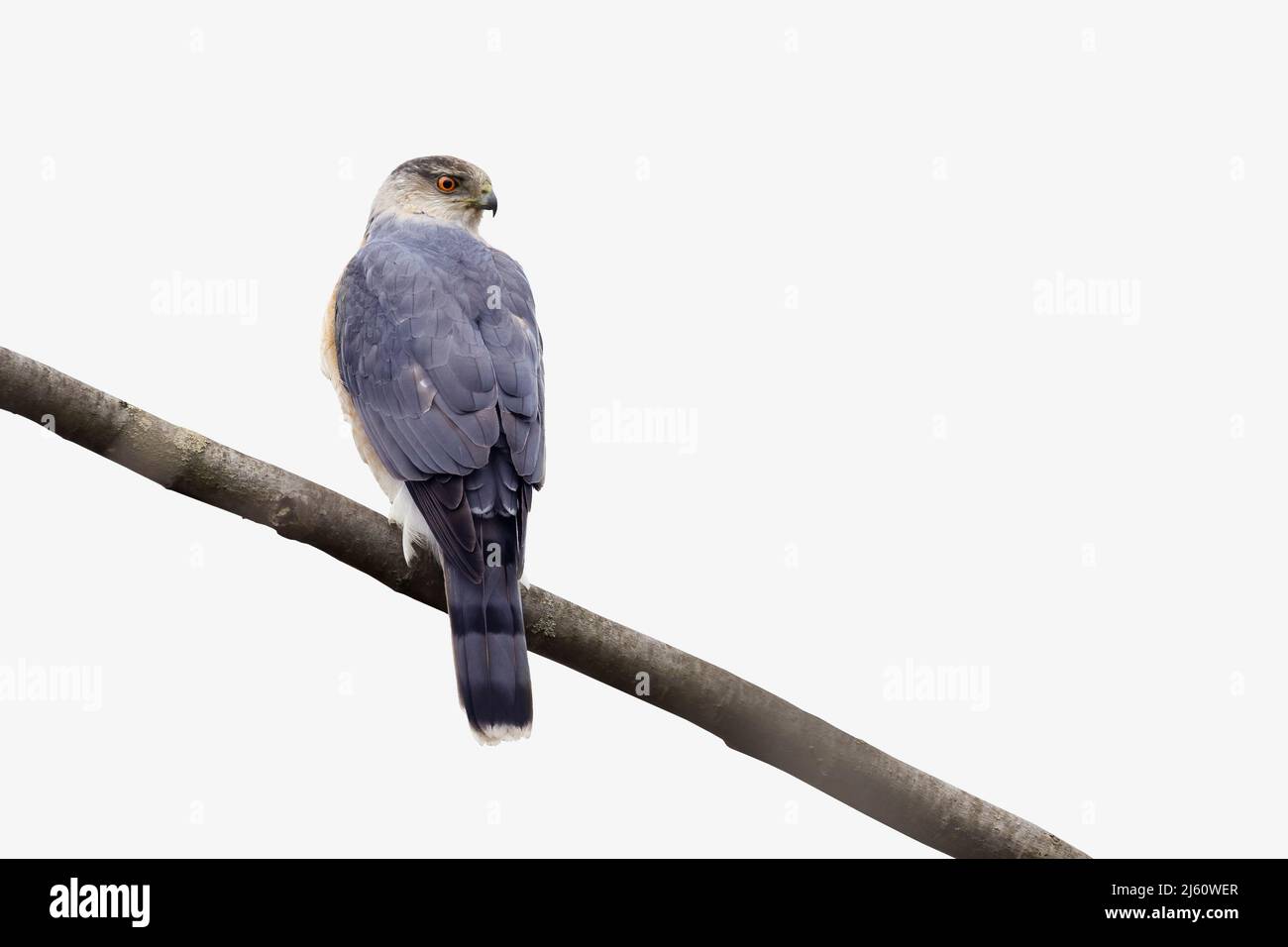 Adult female Cooper's hawk (Accipiter cooperii) isolated on white background Stock Photo