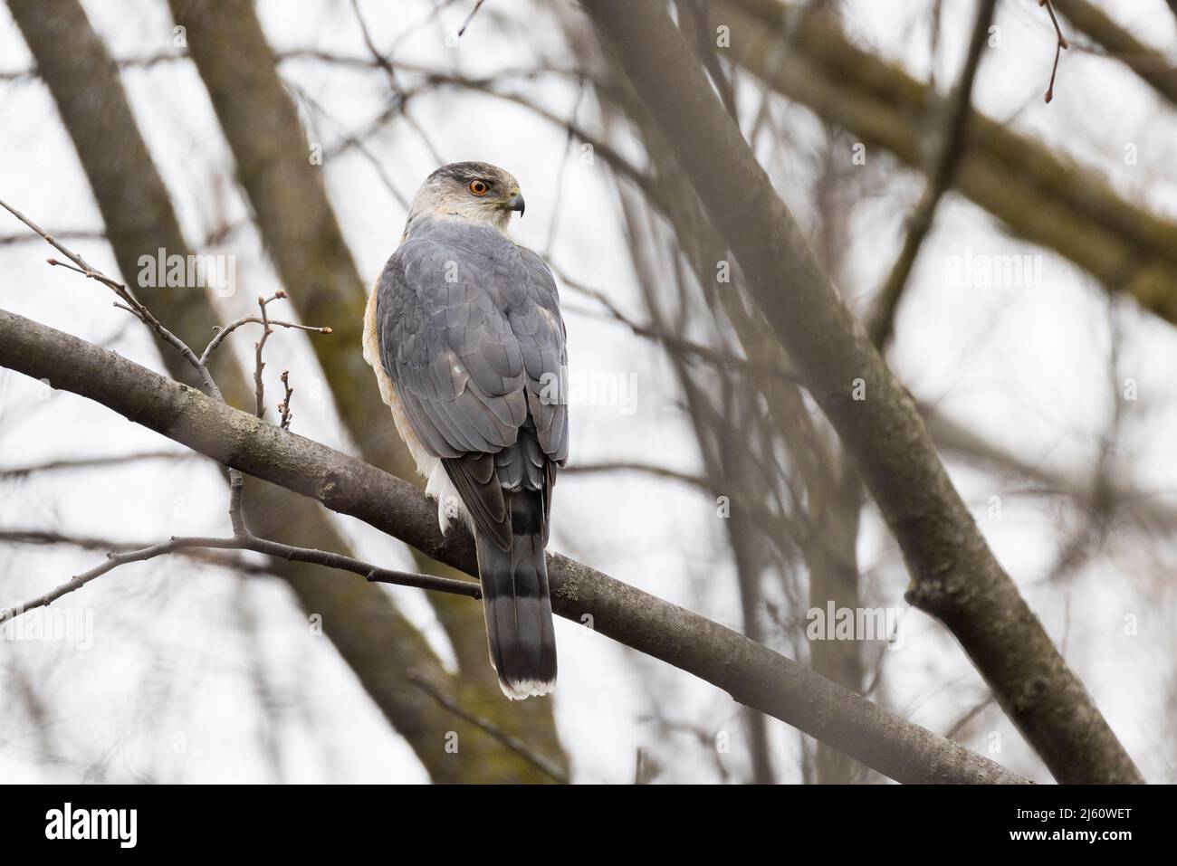 Adult female Cooper's hawk (Accipiter cooperii Stock Photo - Alamy
