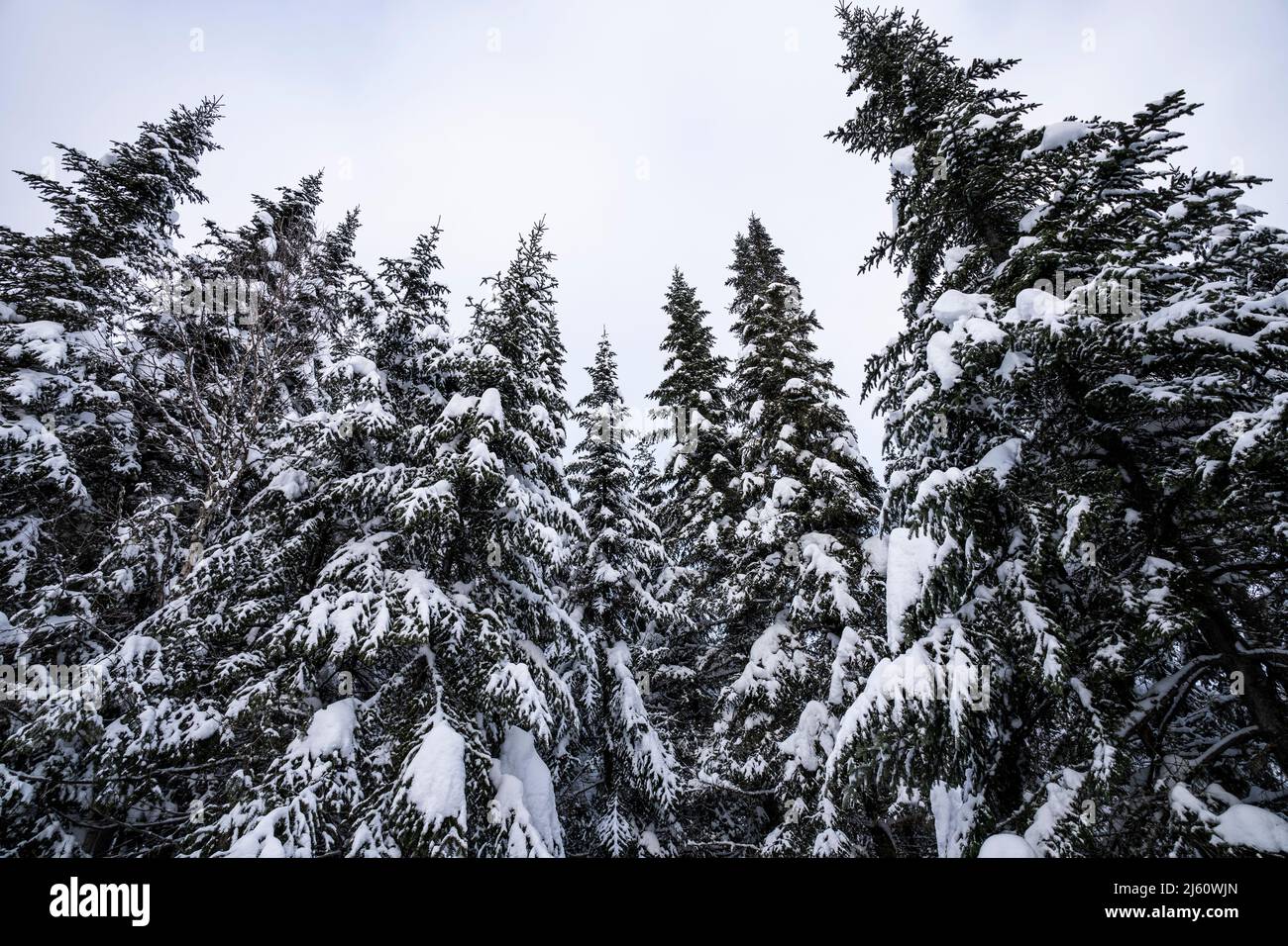 Snowy winter forest trees in cold and cloudy morning. Stock Photo