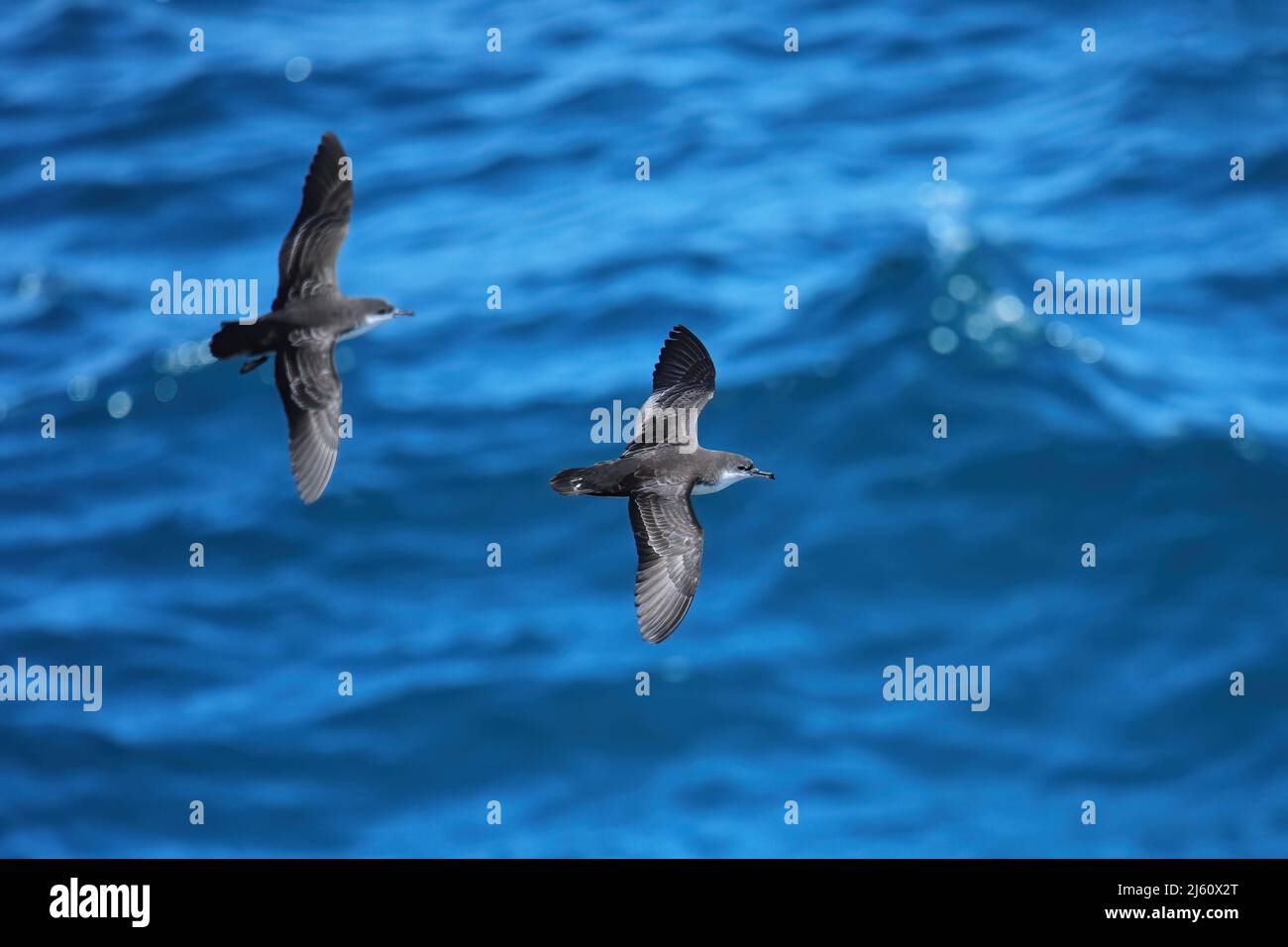 Galapagos shearwaters (Puffinus subalaris) flying above the ocean, South Plaza Island, Galapagos National Park, Ecuador. It is an endemic breeder of t Stock Photo
