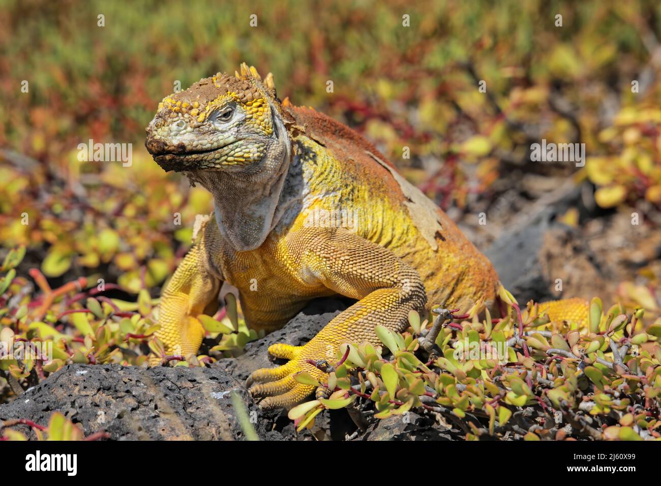Galapagos land iguana (Conolophus subcristatus) on South Plaza Island, Galapagos National Park, Ecuador. It is endemic to the Galapagos Islands. Stock Photo