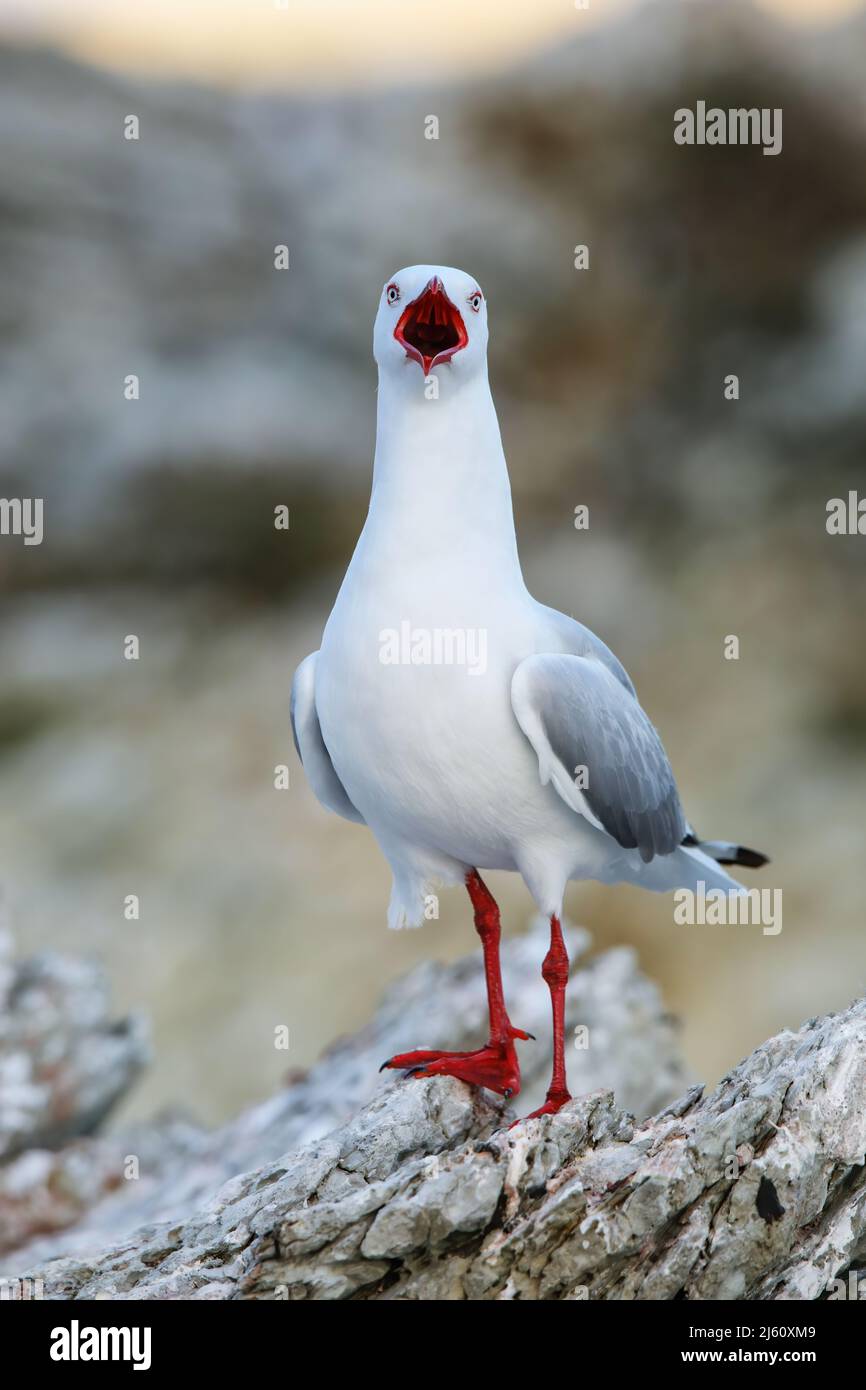 Red-billed gull on the coast of Kaikoura peninsula, South Island, New Zealand. This bird is native to New Zealand. Stock Photo