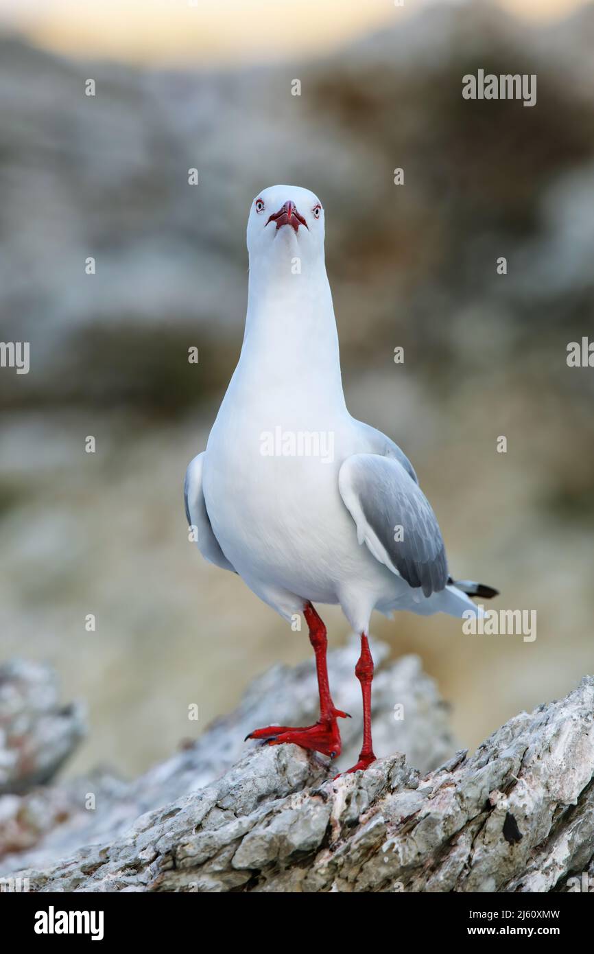 Red-billed gull on the coast of Kaikoura peninsula, South Island, New Zealand. This bird is native to New Zealand. Stock Photo
