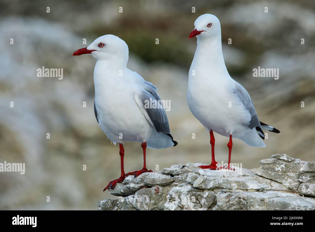 Red-billed gulls on the coast of Kaikoura peninsula, South Island, New Zealand. This bird is native to New Zealand. Stock Photo