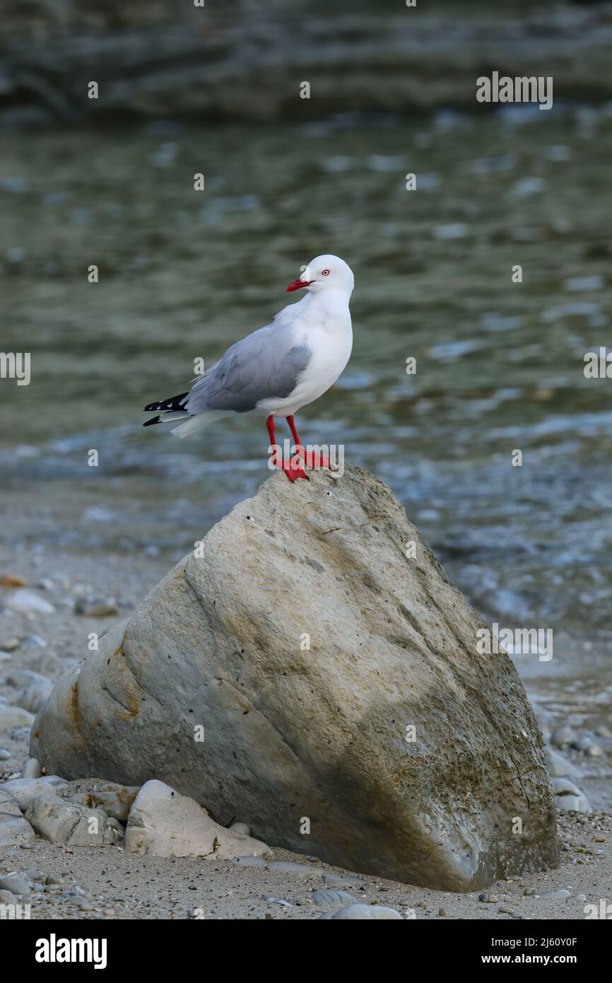 Red-billed gull sitting on a rock, Kaikoura peninsula, South Island, New Zealand. This bird is native to New Zealand. Stock Photo