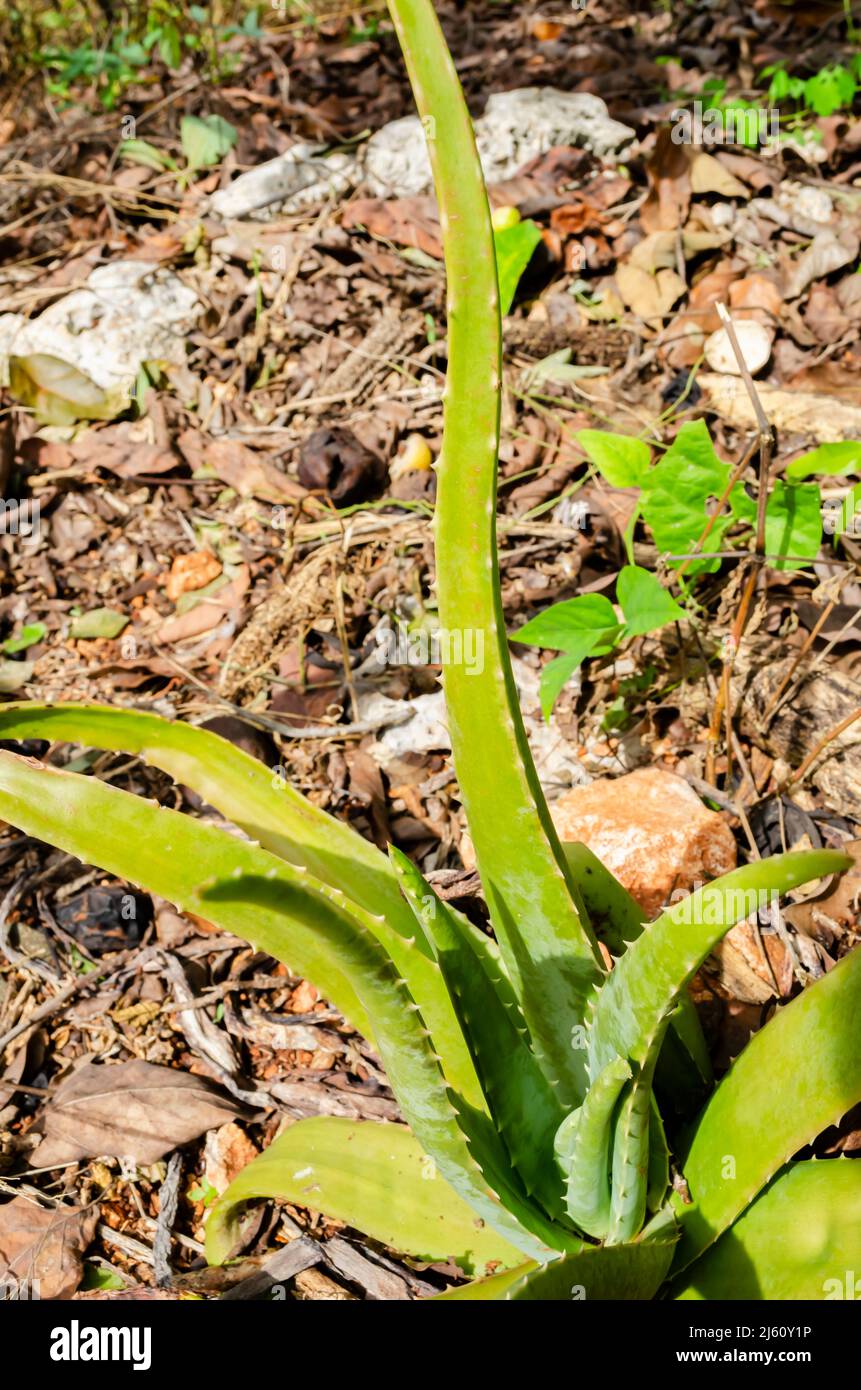 Plants of the bible hi-res stock photography and images - Alamy