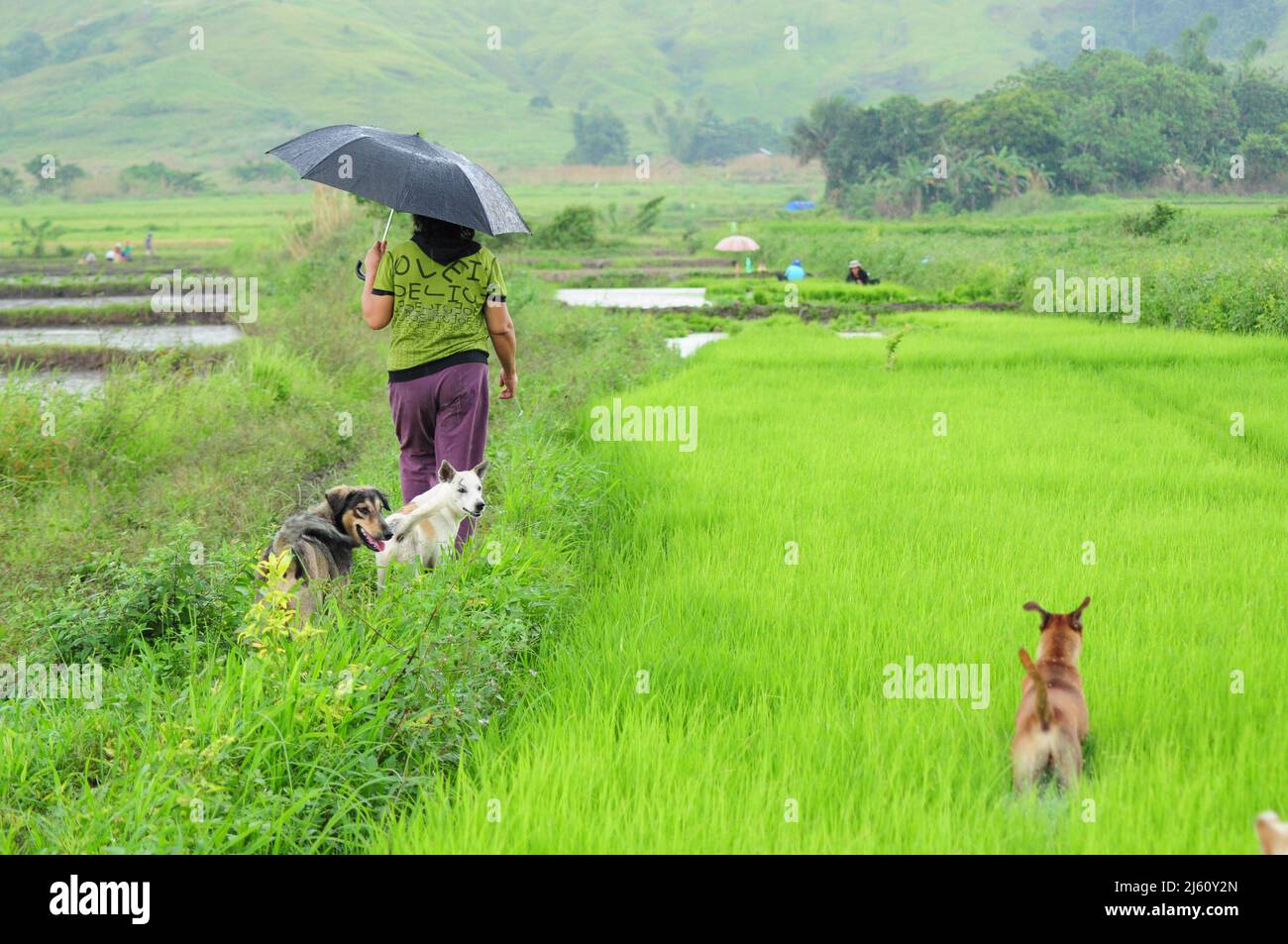 farming in the Philippines Stock Photo