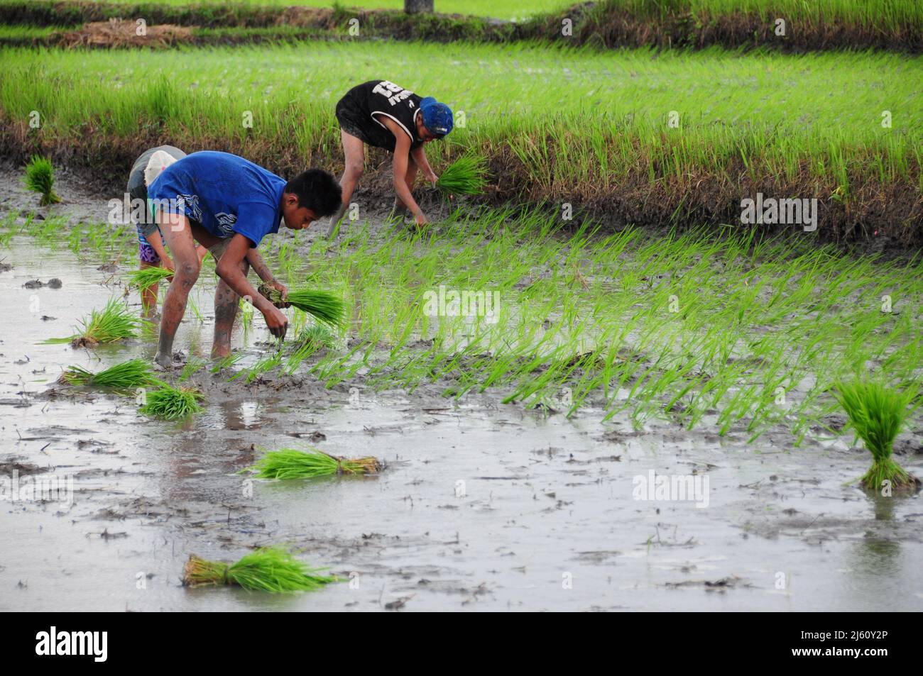 farming in the Philippines Stock Photo Alamy
