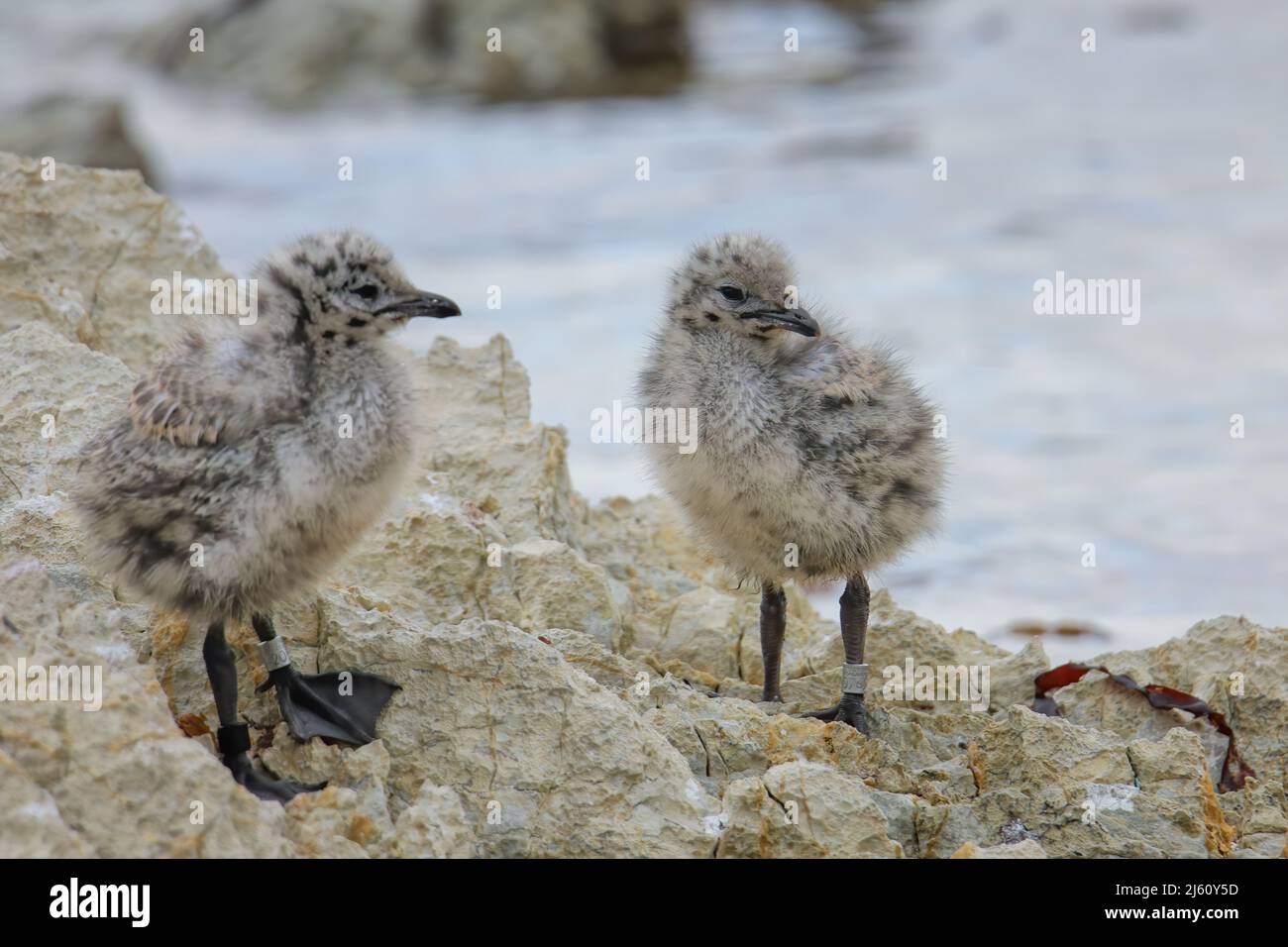 Chicks of Red-billed gull standing on rocks, Kaikoura peninsula, South Island, New Zealand. This bird is native to New Zealand. Stock Photo