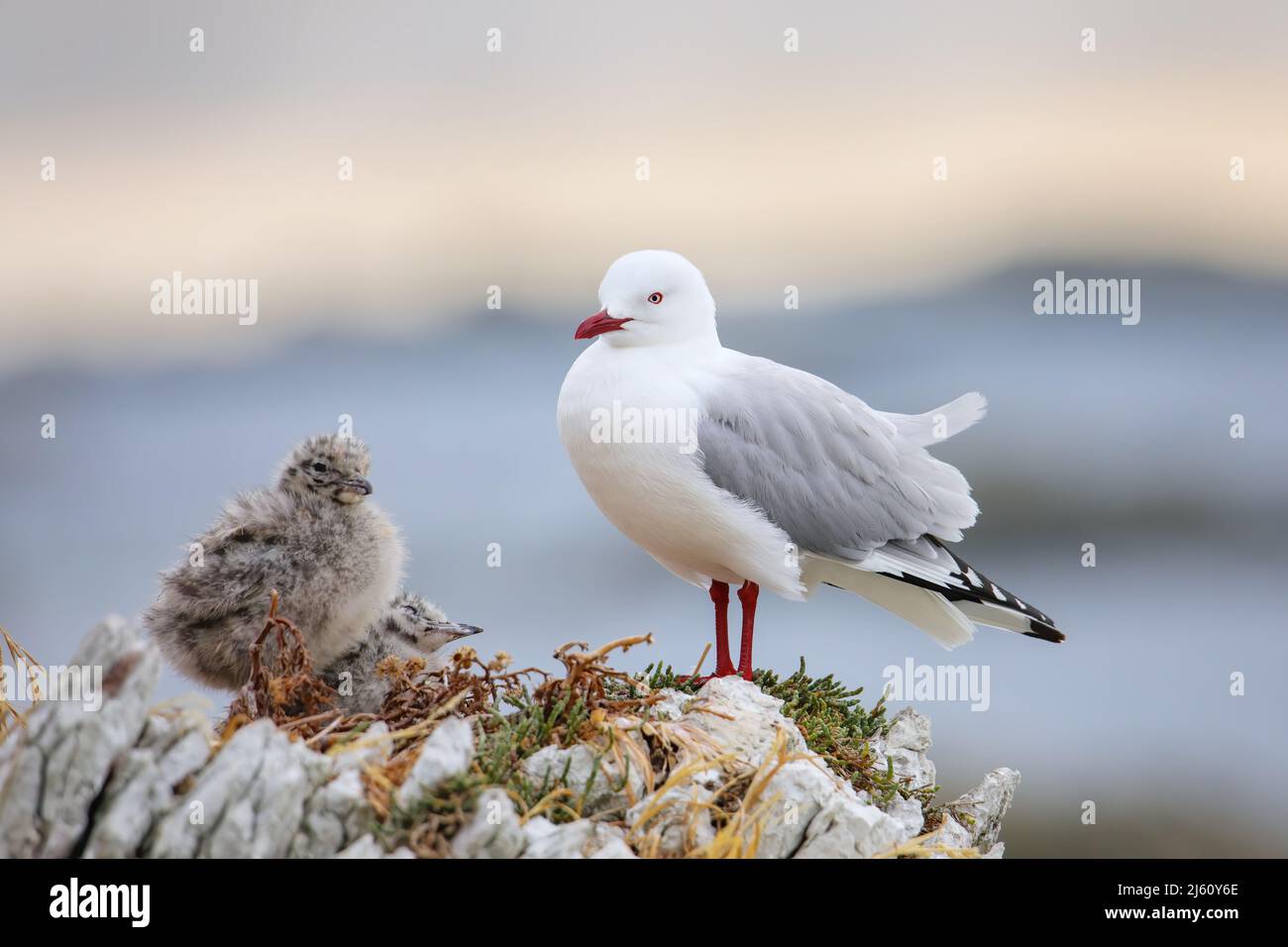 Red-billed gull with small chicks, Kaikoura peninsula, South Island, New Zealand. This bird is native to New Zealand. Stock Photo