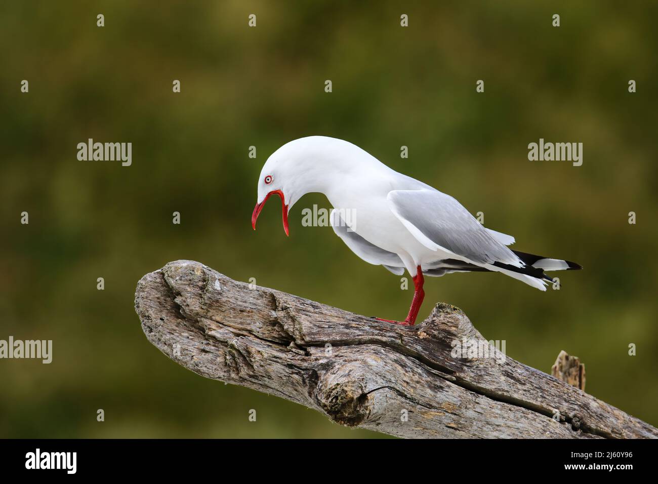 Red-billed gull calling, Kaikoura peninsula, South Island, New Zealand. This bird is native to New Zealand. Stock Photo