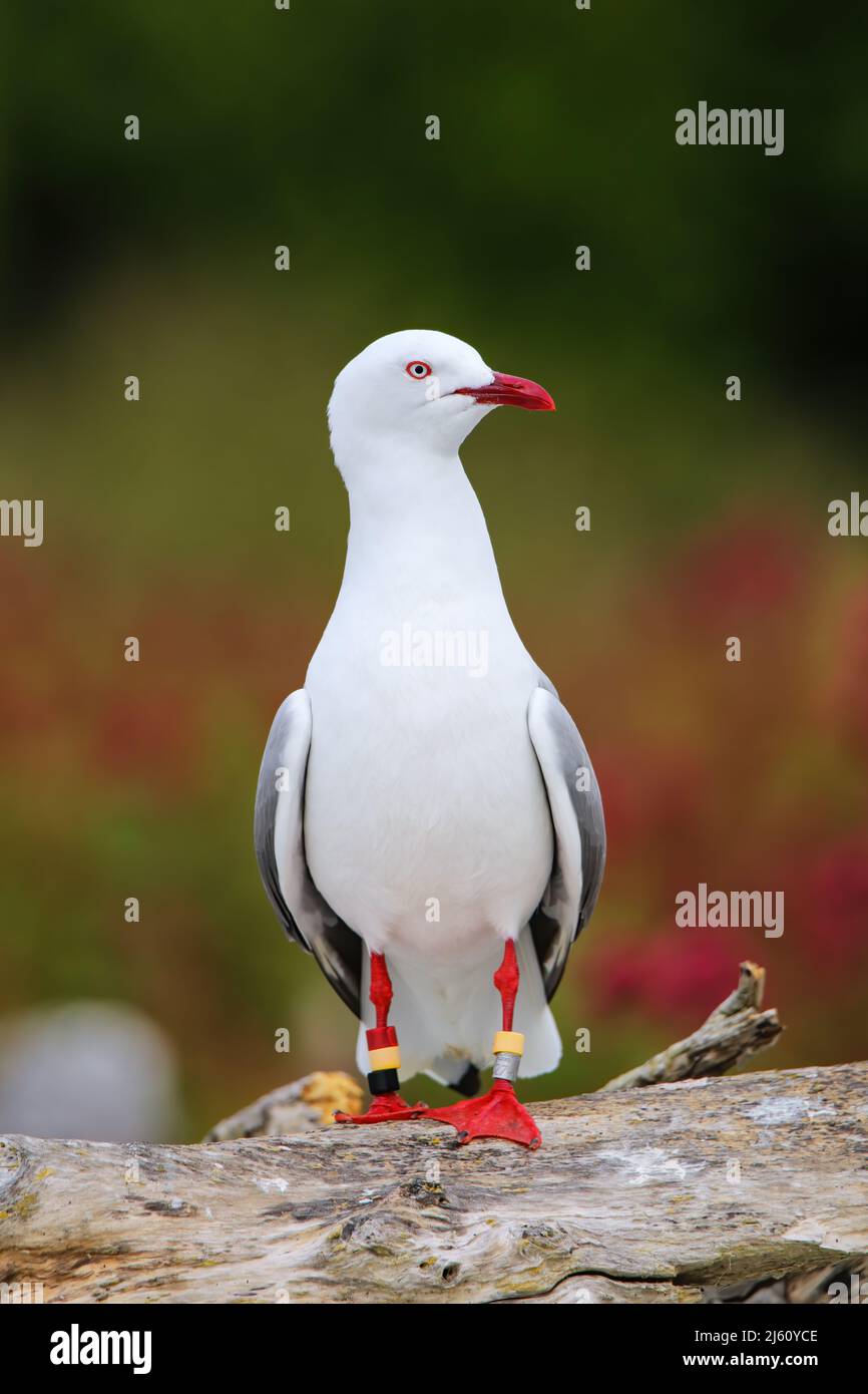 Red-billed gull with bands on its legs, Kaikoura peninsula, South Island, New Zealand. This bird is native to New Zealand. Stock Photo