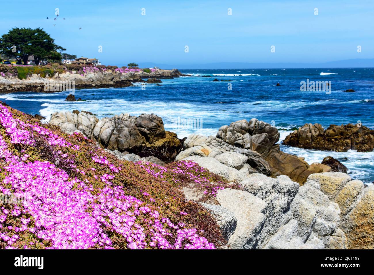 Blooming pale dewplant ground hugging succulent. Blurred rocky shore of Monterey Bay coastline at Pacific Grove, California Stock Photo