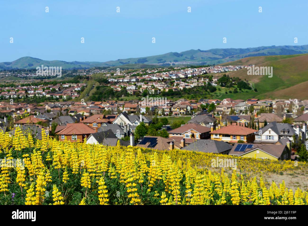 Scenic view of golden lupine field on hillside. Background blurred view upscale residential suburban neighborhood on rolling hills in San Ramon, Calif Stock Photo