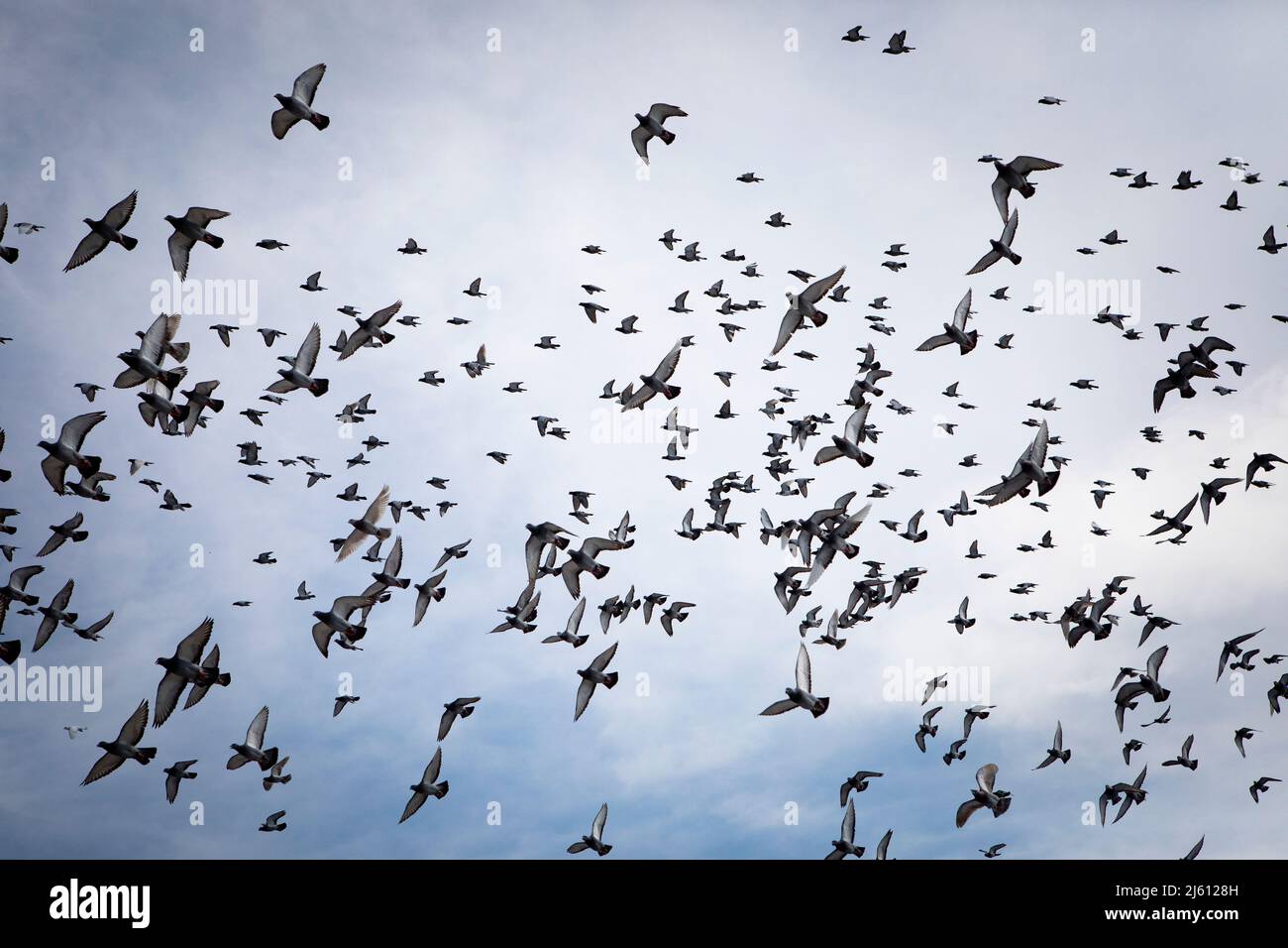flock of speed racing pigeon flying against cloudy sky Stock Photo