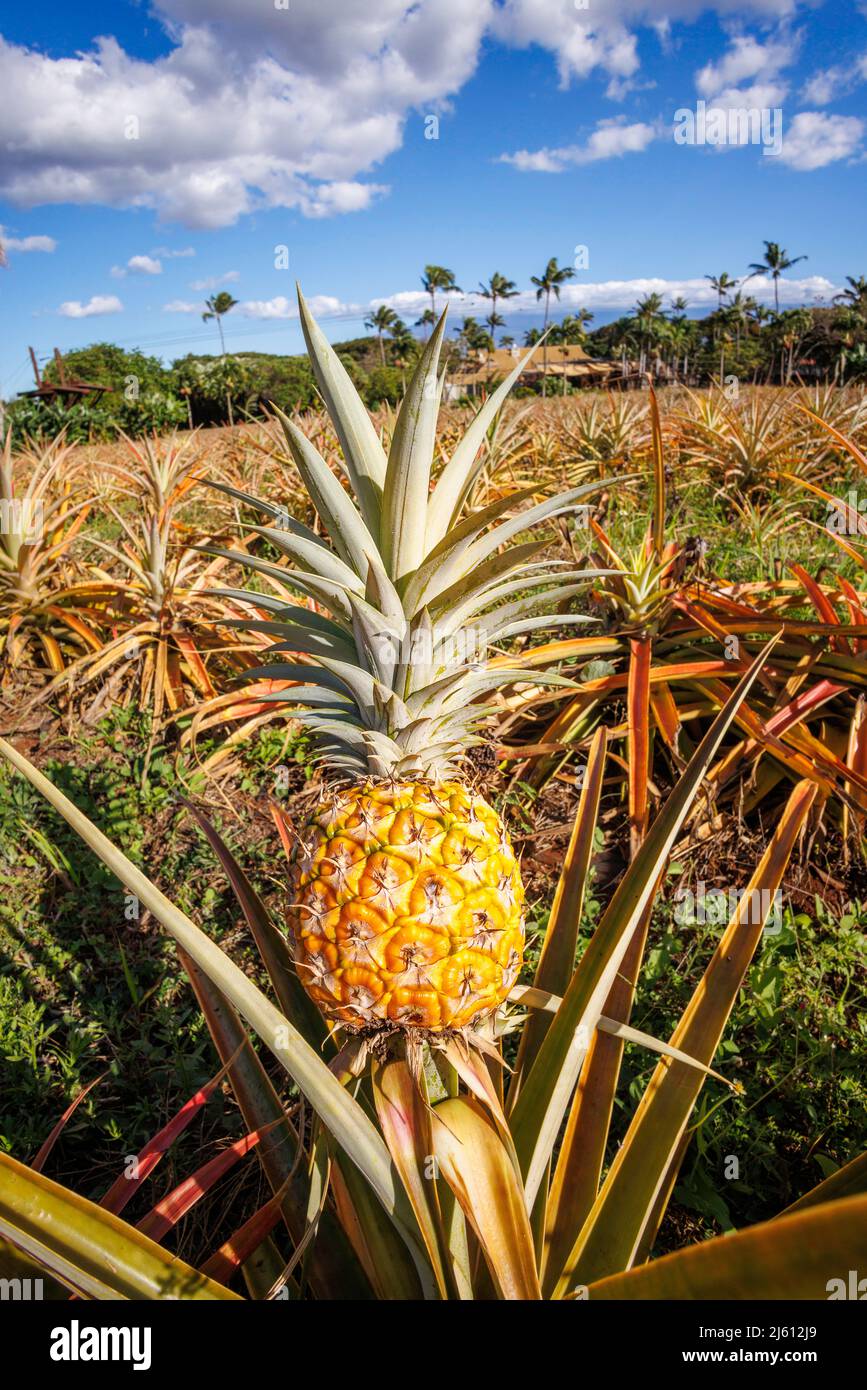 A view of a ripe pineapple, Ananas comosus, in a field on Maui, Hawaii
