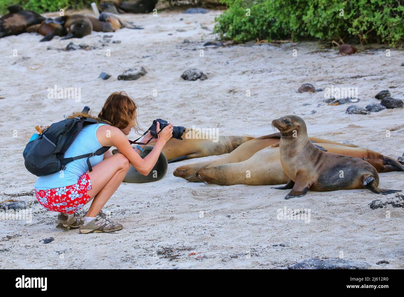 Tourist photographing friendly Galapagos sea lions on Santa Fe Island, Galapagos National Park, Ecuador. They are the smallest sea lion species. Stock Photo