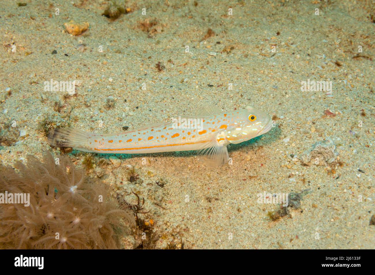 The orange-spotted sleeper goby, Valenciennea puellaris, is also referred to as an orange-dashed goby Philippines. Stock Photo