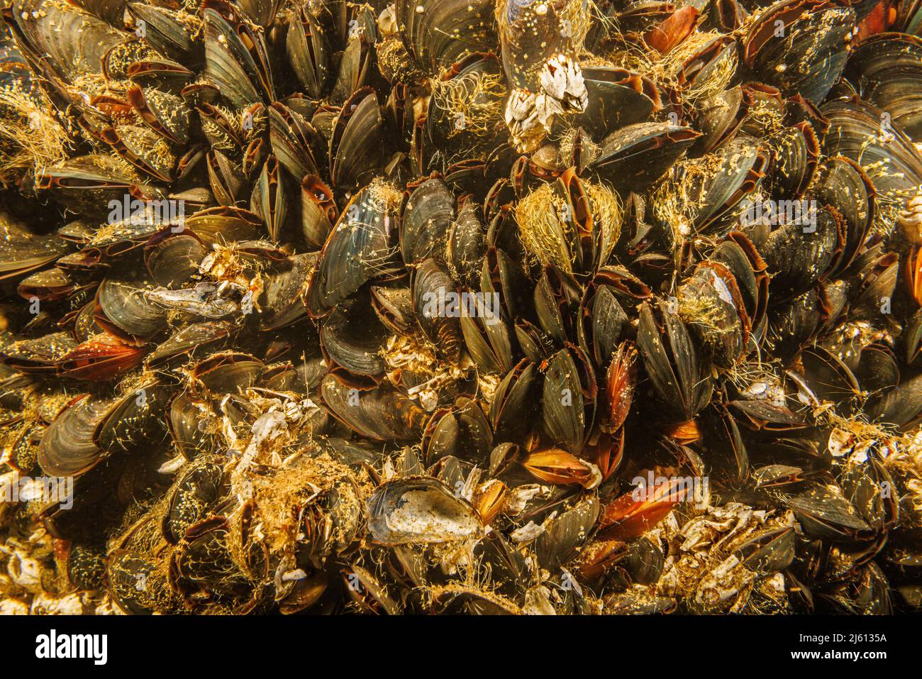 An underwater image of a clump of Pacific blue mussels, Mytilus trossulus, feeding, British Columbia, Canada. Other names include bay mussel, foolish Stock Photo