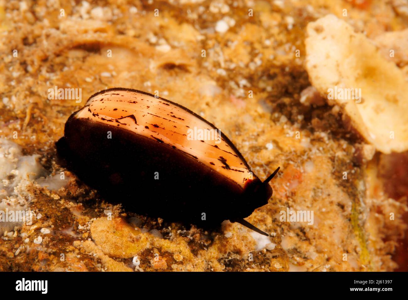 The Isabella's cowry, Cypraea isabella, with the animal partially covering the shell. Hawaii. Stock Photo