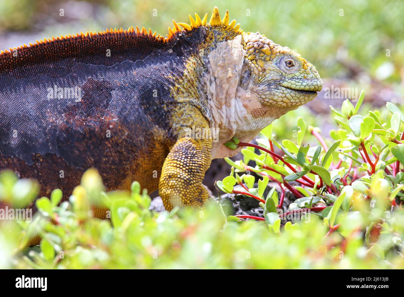 Galapagos land iguana (Conolophus subcristatus) on South Plaza Island, Galapagos National Park, Ecuador. It is endemic to the Galapagos Islands. Stock Photo