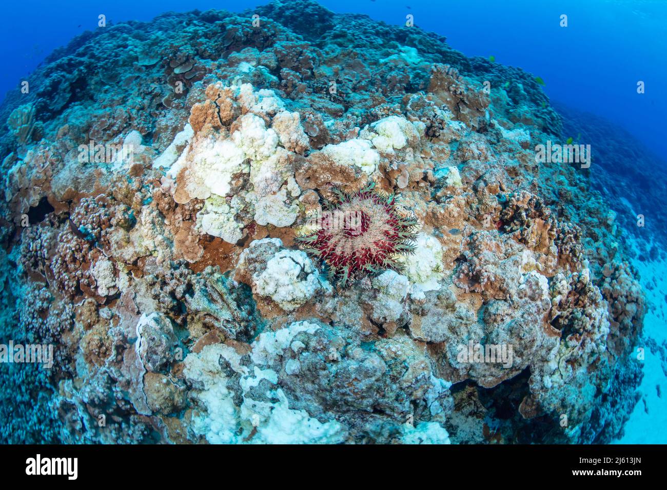 Dead white sections of reef killed by the pictured crown-of-thorns ...