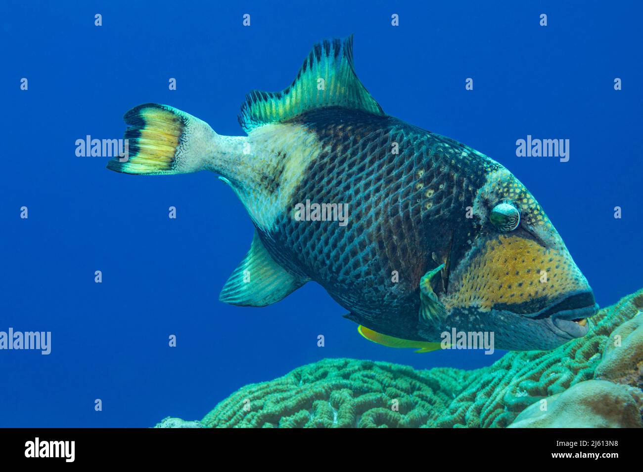 The titan triggerfish, Balistoides viridescens, is also known as the giant triggerfish or moustache triggerfish, Yap, Micronesia. With a length of up Stock Photo