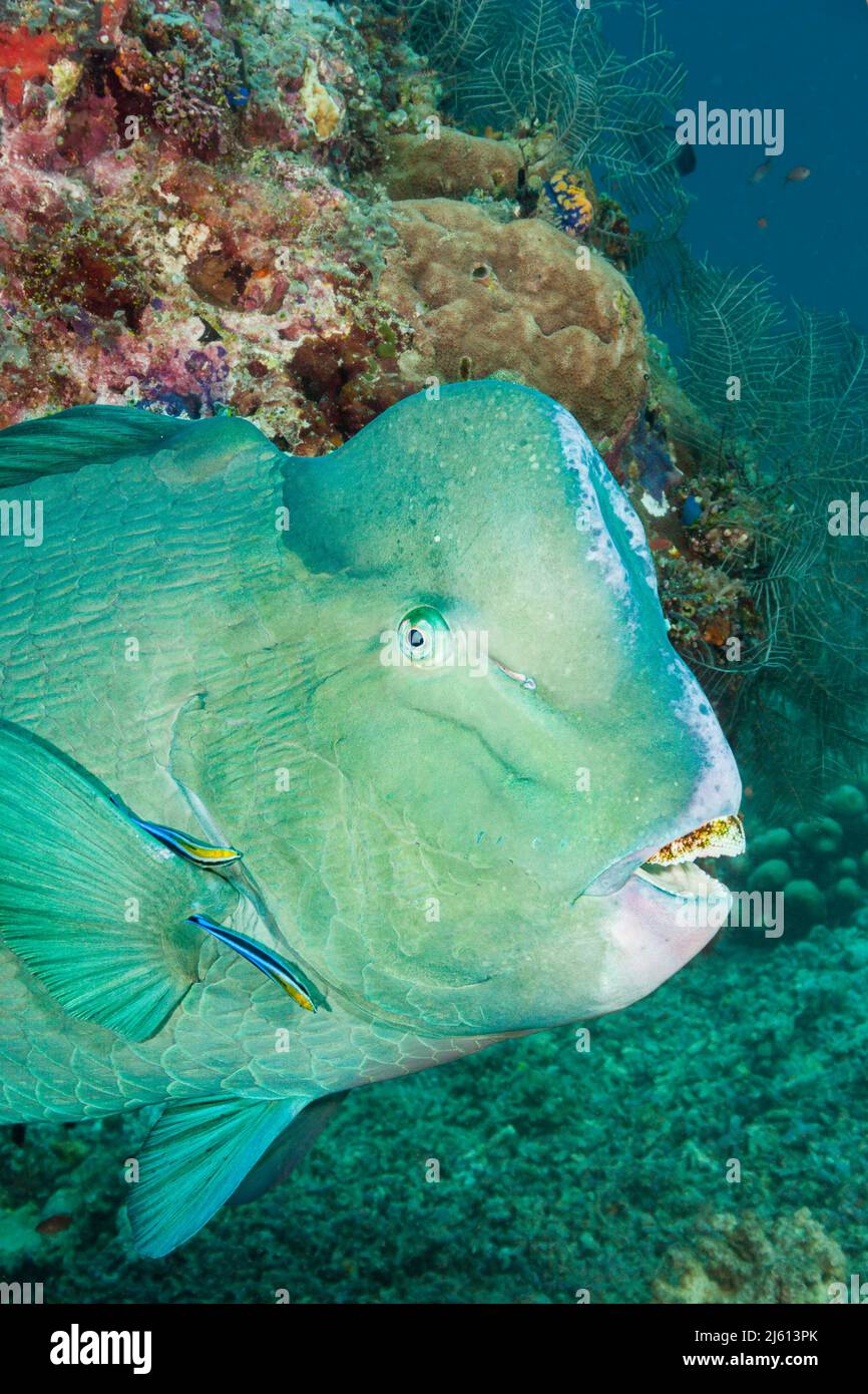 Two adult bluestreak cleaner wrasse, Labroides dimidiatus, are carefully searching the head of this bumphead parrotfish, Bolbometopon muricatum, Sipid Stock Photo