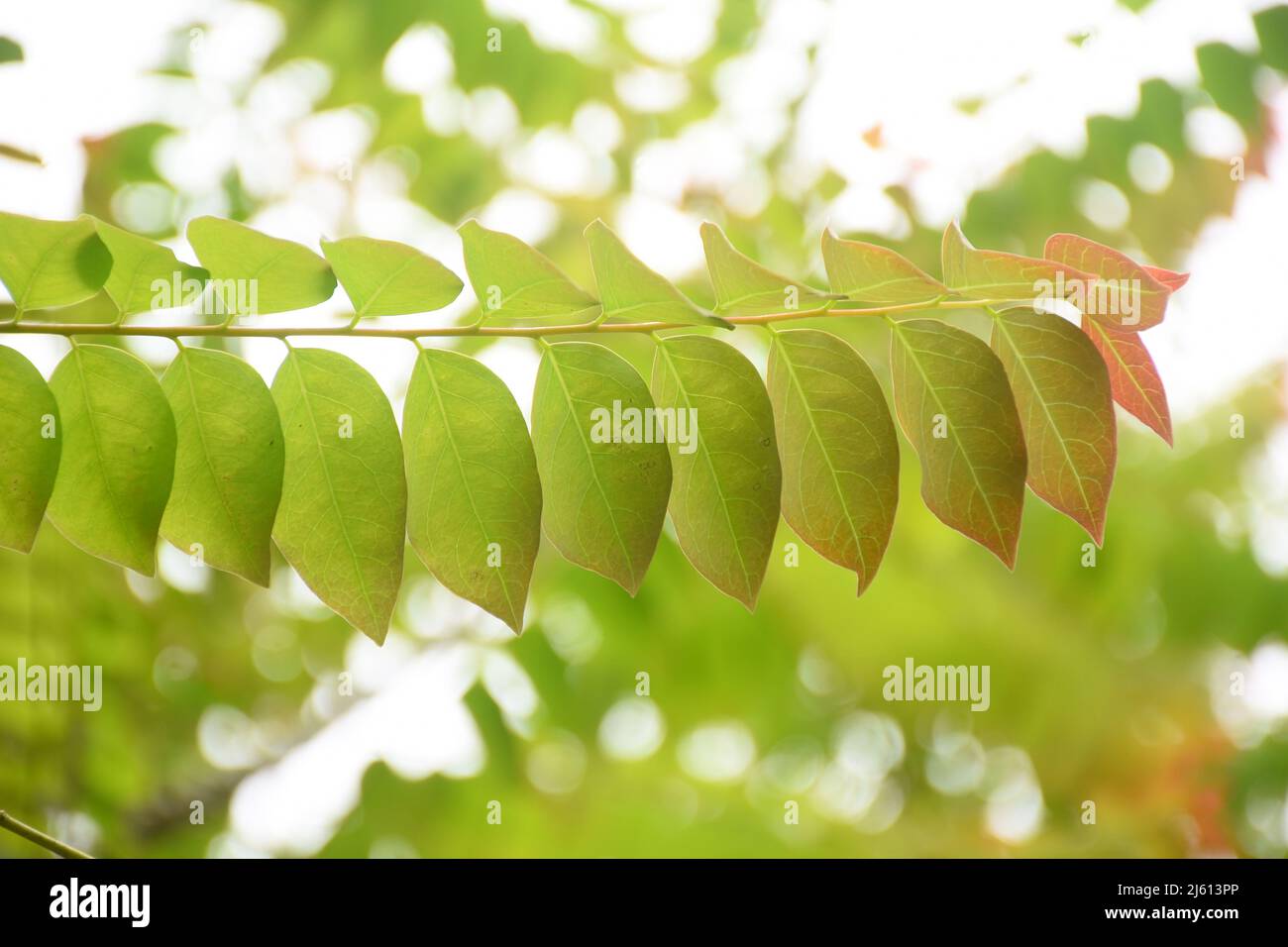 Branch leaves vector hi-res stock photography and images - Alamy
