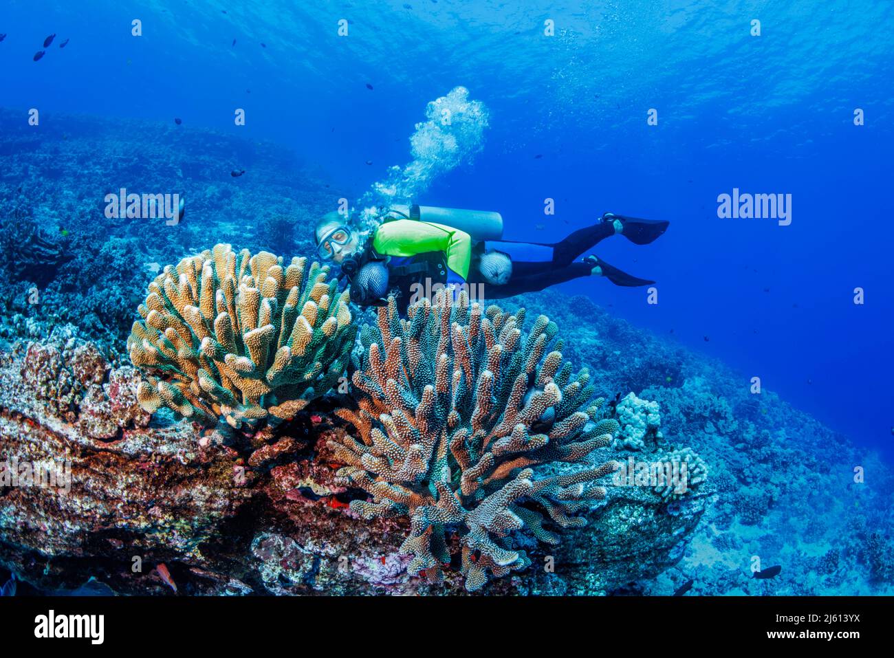 Famous Hawaii marine artist Robert Lyn Nelson (MR) pictured with stands of antler and Hawaiian domino damselfish, Dascyllus albisella, endemic to Hawa Stock Photo