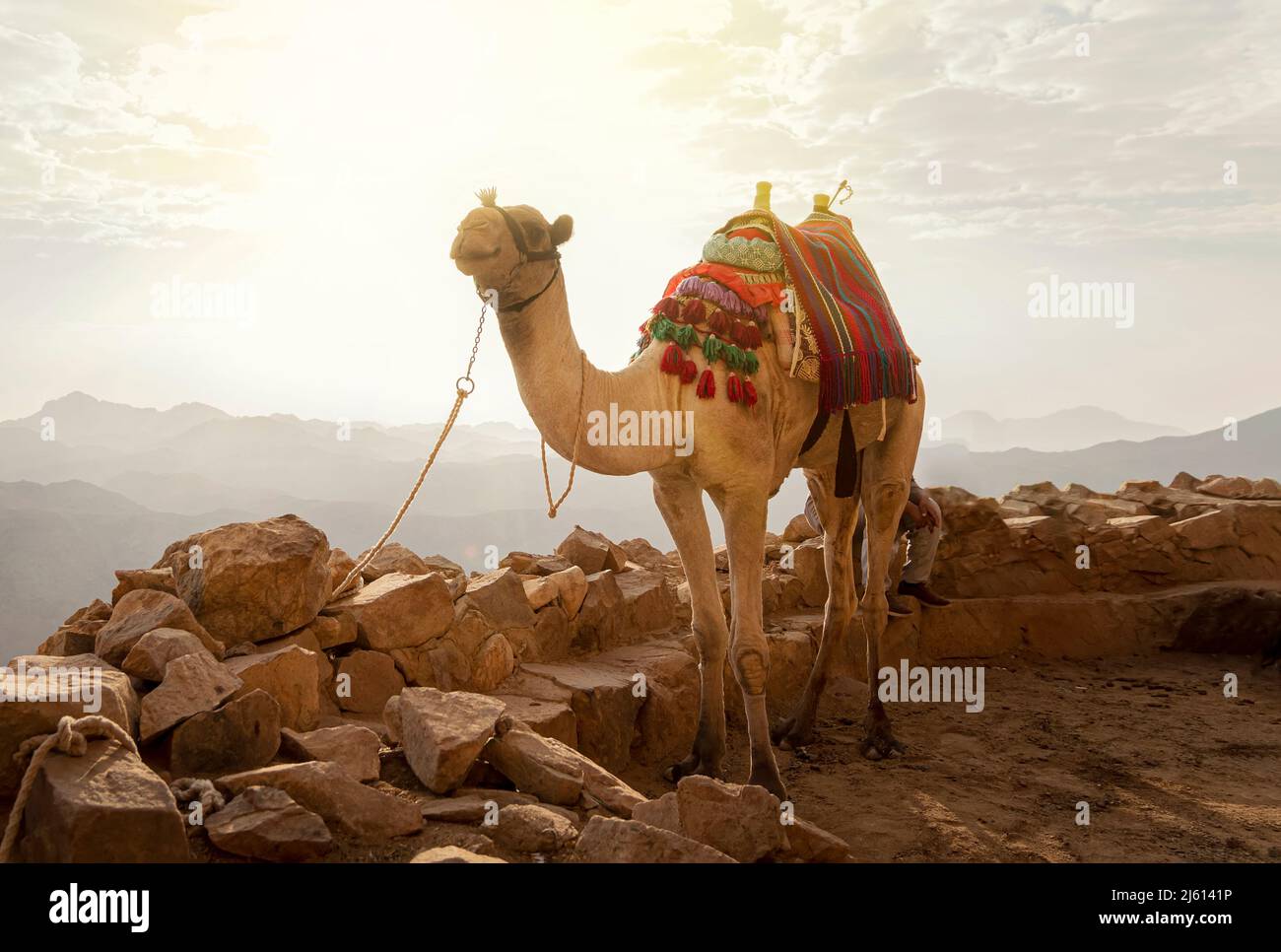 Camel in Sinai desert. Egypt. Bedouin lifestyle. Camel, goes to Mount Moses on the background of a beautiful sunrise in the sky. Stock Photo