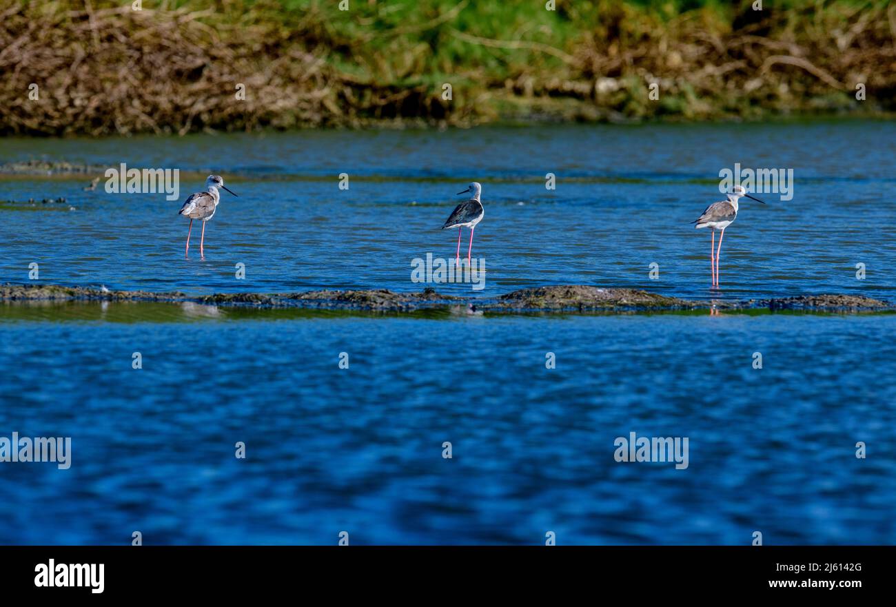 beautiful shots of wetland birds in natural habitat standing in water lake pond green grass bright sunny day background wallpaper india tamilnadu Stock Photo