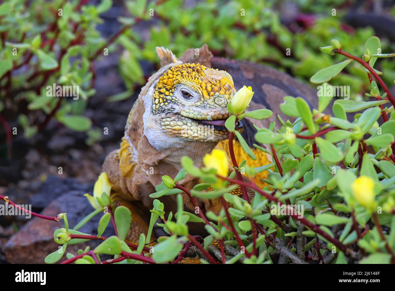 Galapagos land iguana (Conolophus subcristatus) eating flowers on South Plaza Island, Galapagos National Park, Ecuador. It is endemic to the Galapagos Stock Photo