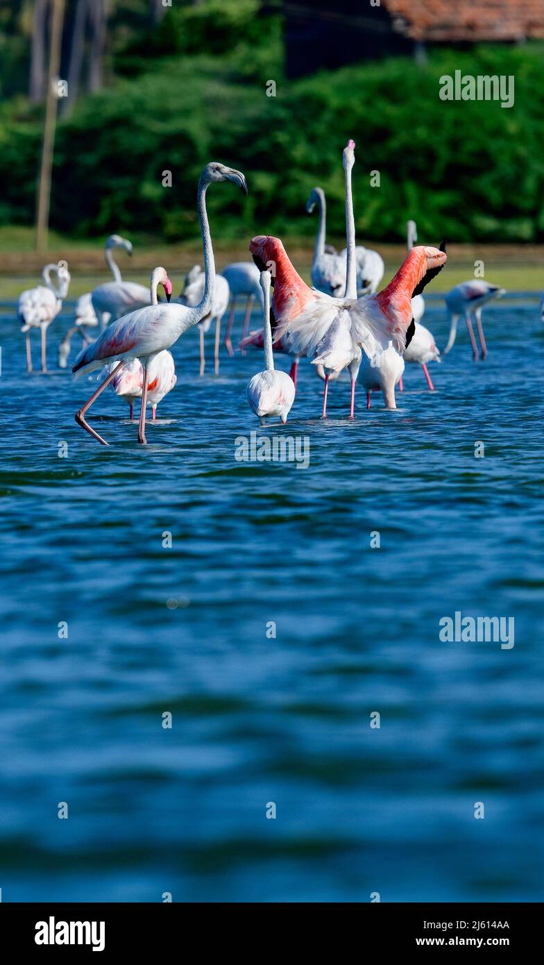 Bright pink and cacophonous, Frivolous foot work, flamboyance of flamingos, Greater Flamingo up close in Its wild Habitat Stock Photo