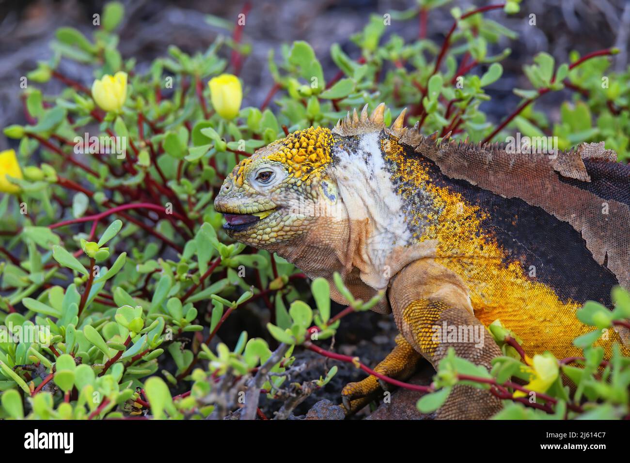Galapagos land iguana (Conolophus subcristatus) eating flowers on South Plaza Island, Galapagos National Park, Ecuador. It is endemic to the Galapagos Stock Photo