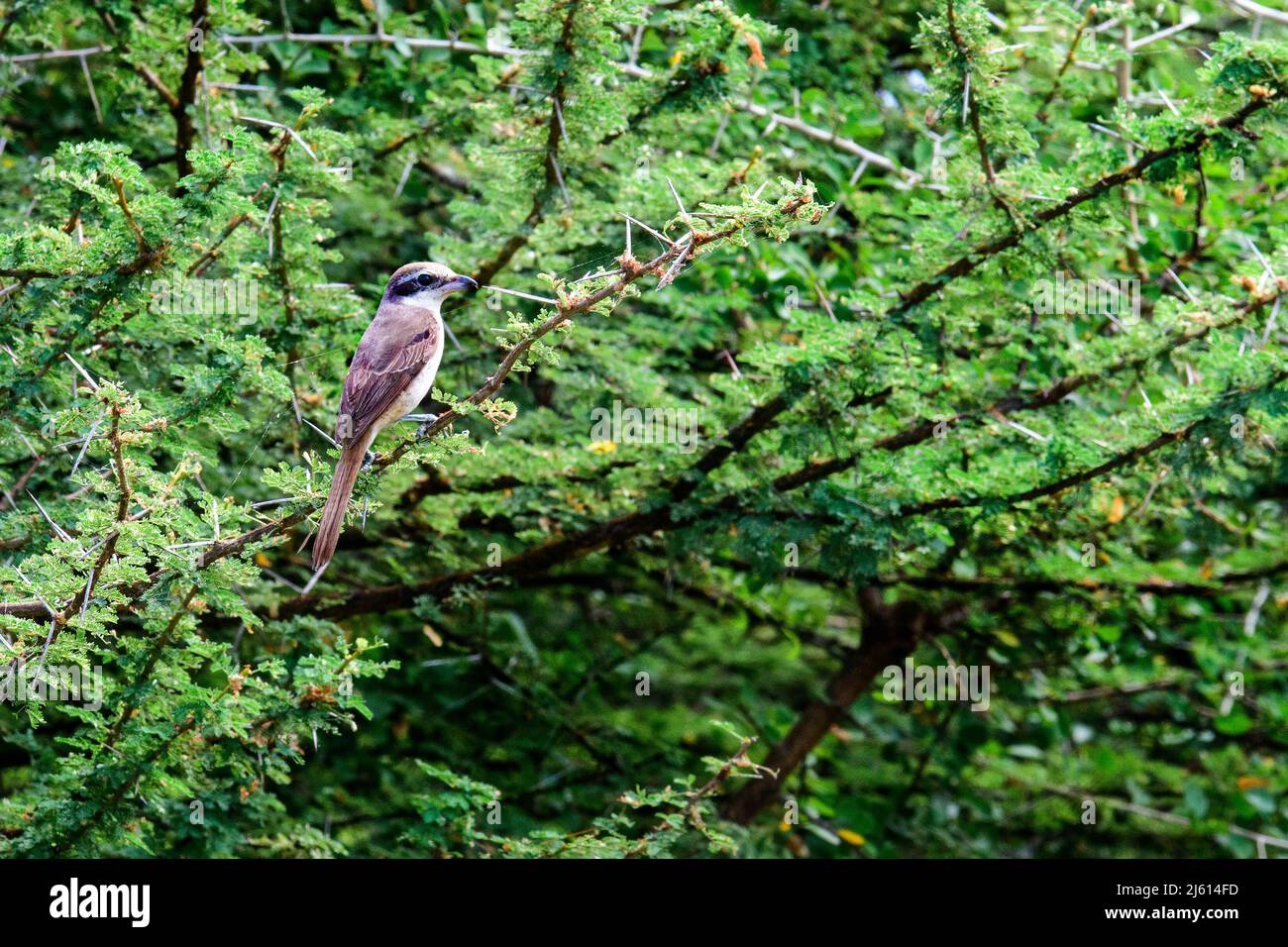 Brown shrike, Koonthankulam bird sanctuary in Tamil Nadu, India. It is actively protected and managed by the villagers Stock Photo