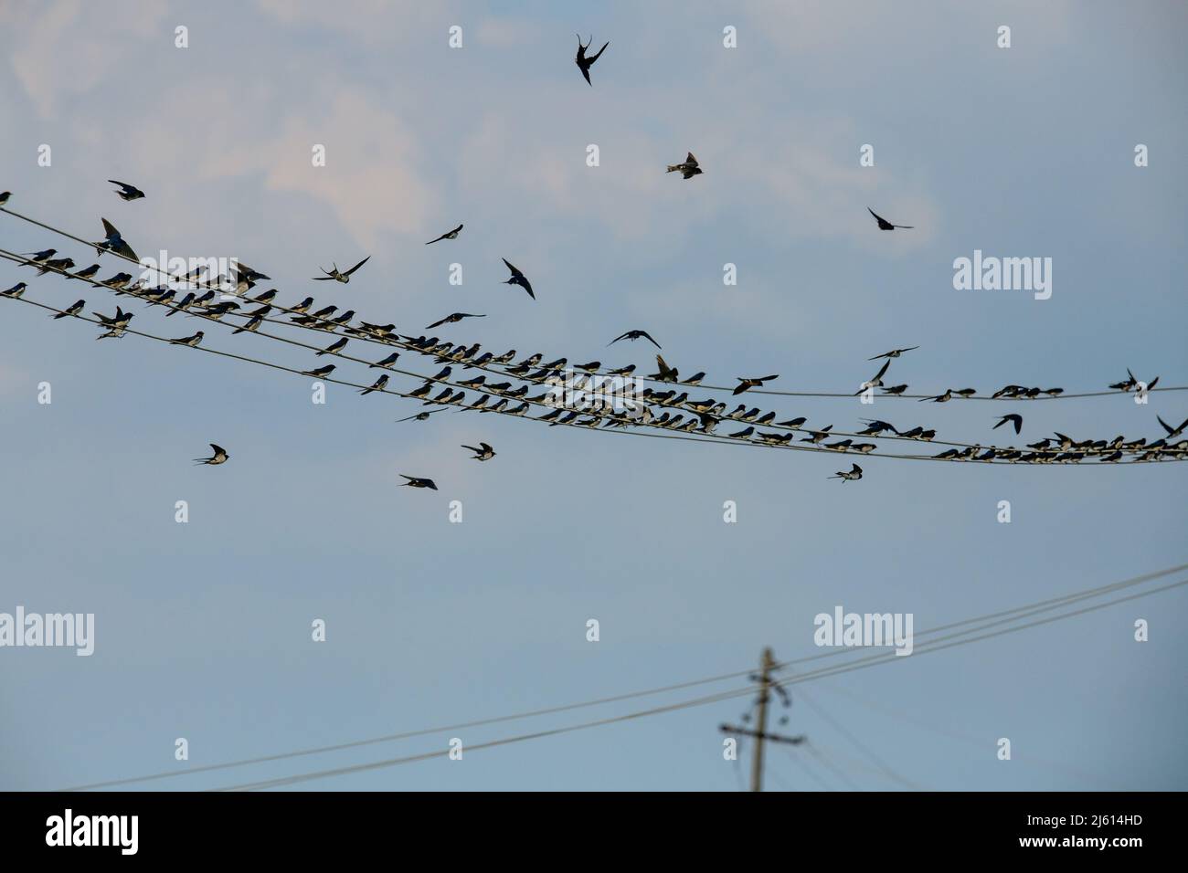 hundreds of Swift birds sitting in electric line Stock Photo