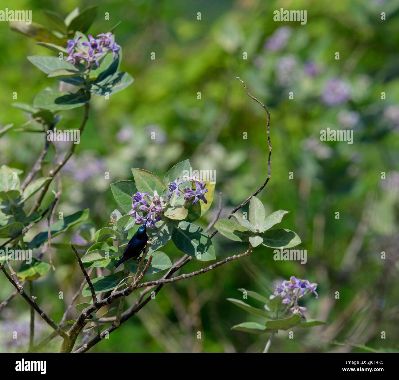 Sunbird Gobbling Nectar From Calotropis gigantea Flowers Stock Photo