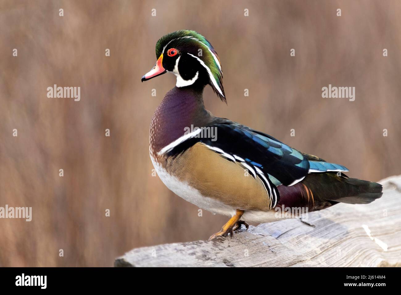 Male Wood Duck (Aix sponsa) Beckwith Park in Victoria, Vancouver