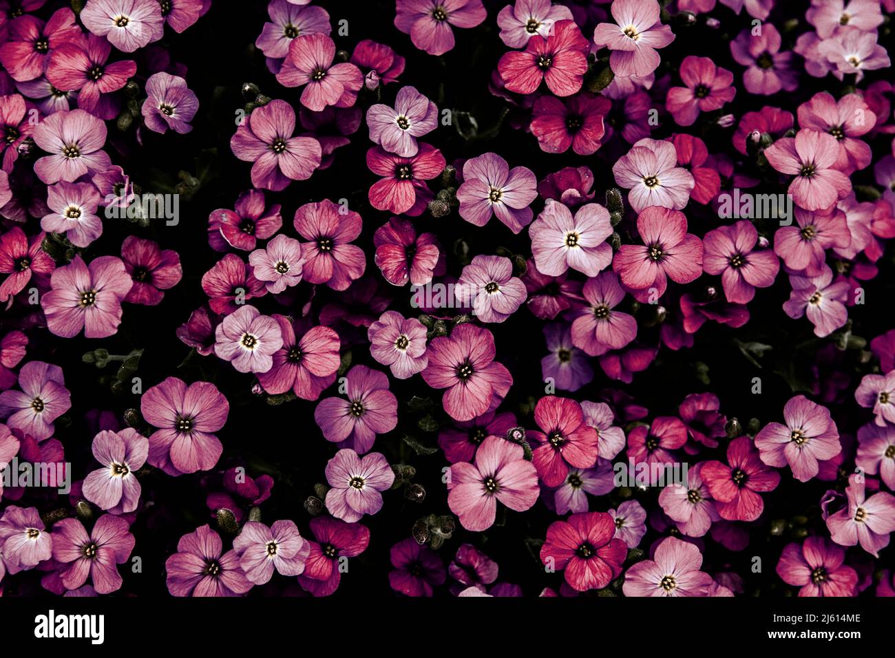Small spring flowers blooming on garden ground covering Stock Photo
