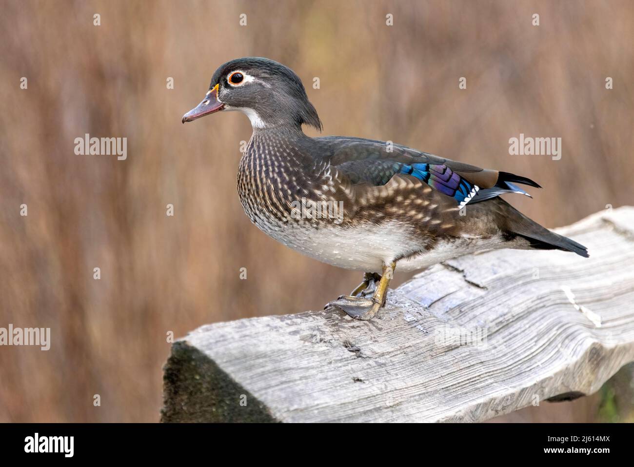 Female Wood Duck (Aix sponsa) - Beckwith Park in Victoria, Vancouver Island, British Columbia, Canada Stock Photo