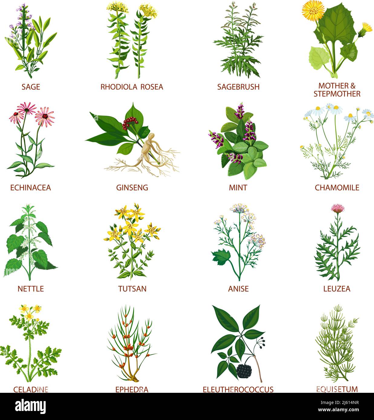 Set of color flat icons healing herbs with name using in medicinal practice and phytotherapy vector illustration Stock Vector