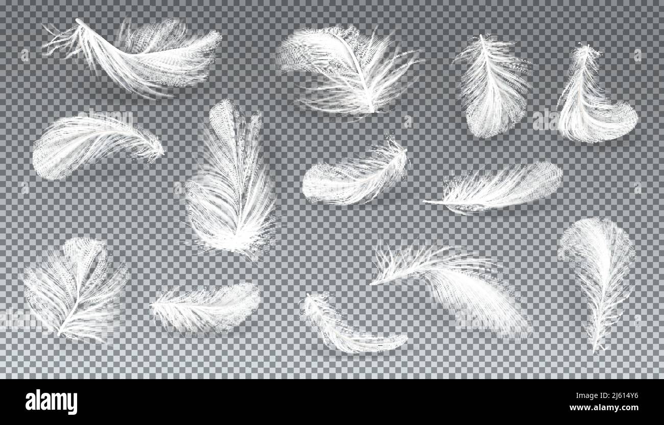 Vector 3d realistic set of white bird or angel feathers in various shapes, isolated on transparent background. Symbol of lightness, literature and poe Stock Vector
