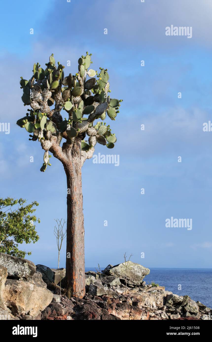 Large Prickly pear cactus (Opuntia galapageia) on Santa Fe Island, Galapagos National Park, Ecuador.  It is endemic to the Galapagos Islands. Stock Photo