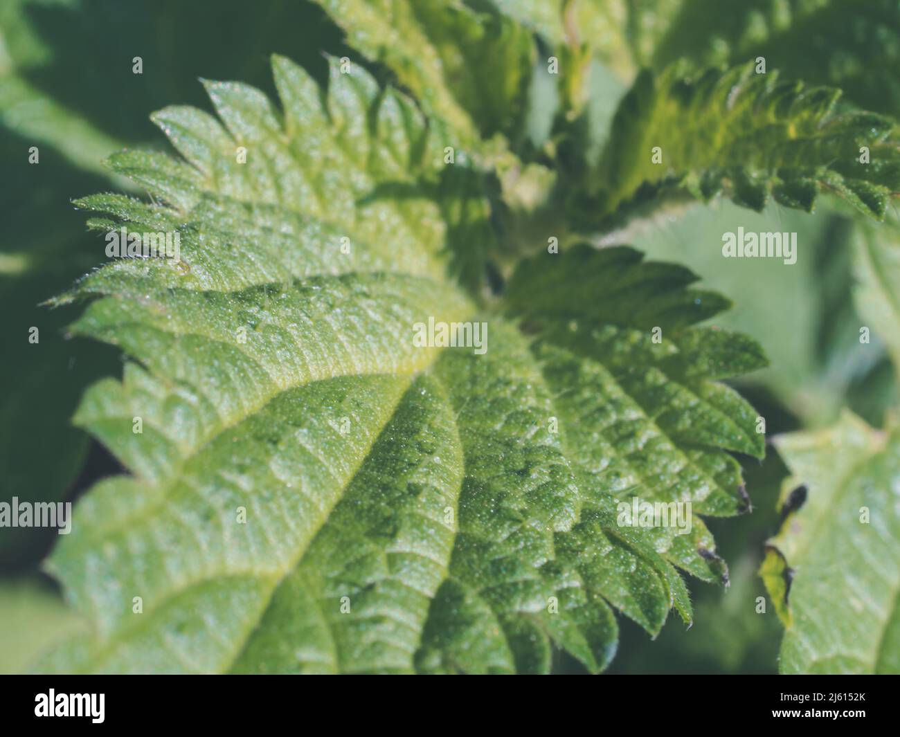 leaf of young nettle for herbal medicine. Urtica dioica - close up of weed - stining nettle growing on a courtyard Stock Photo