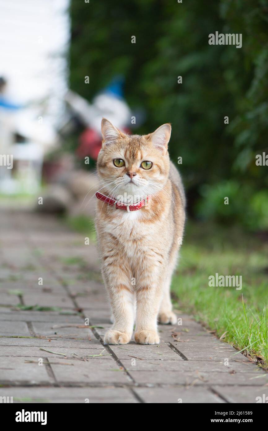 British female cat of golden chinchilla color running on a street walkway Stock Photo