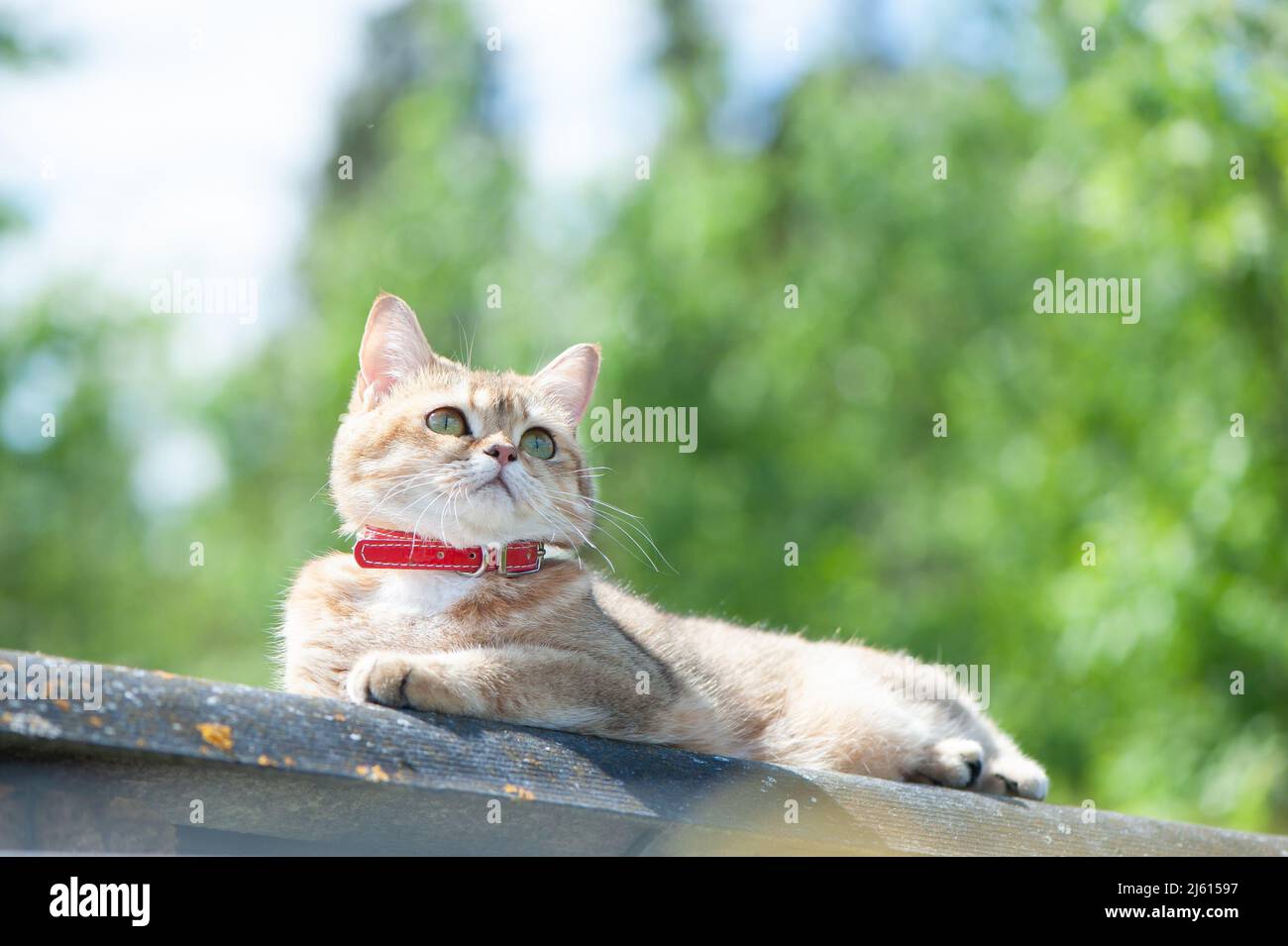 British female cat of golden chinchilla color lies on the roof against the blue sky and greenery Stock Photo