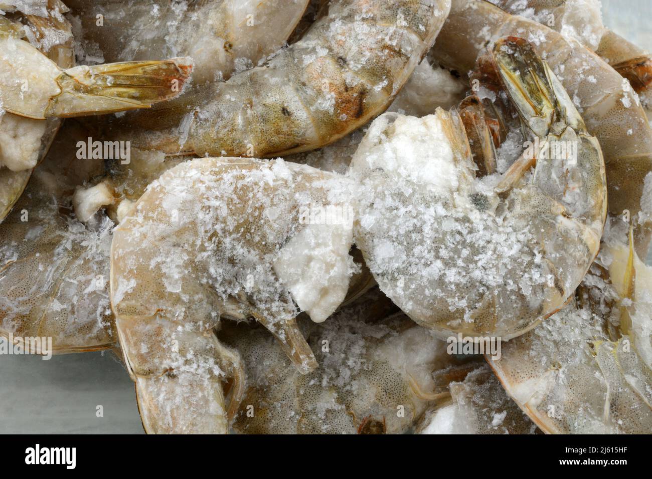 Freezer burned shrimp in the shell coated with ice crystals from improper packaging or